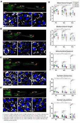 A Conserved Role for Asrij/OCIAD1 in Progenitor Differentiation and Lineage Specification Through Functional Interaction With the Regulators of Mitochondrial Dynamics